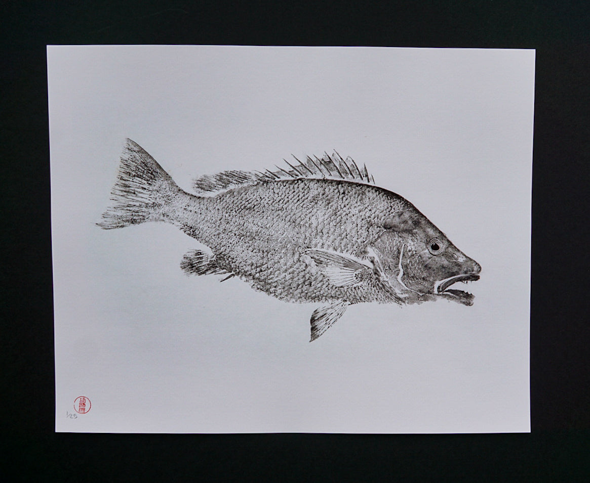 Grey Snapper 16x20"