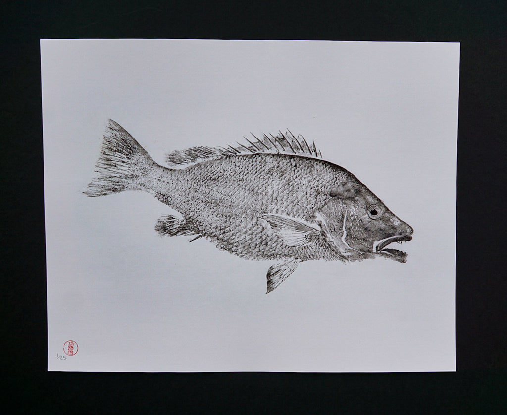 Grey Snapper 16x20"