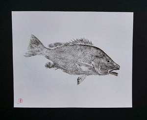 Grey Snapper 16x20"