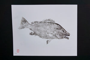 Grey snapper 11x14"