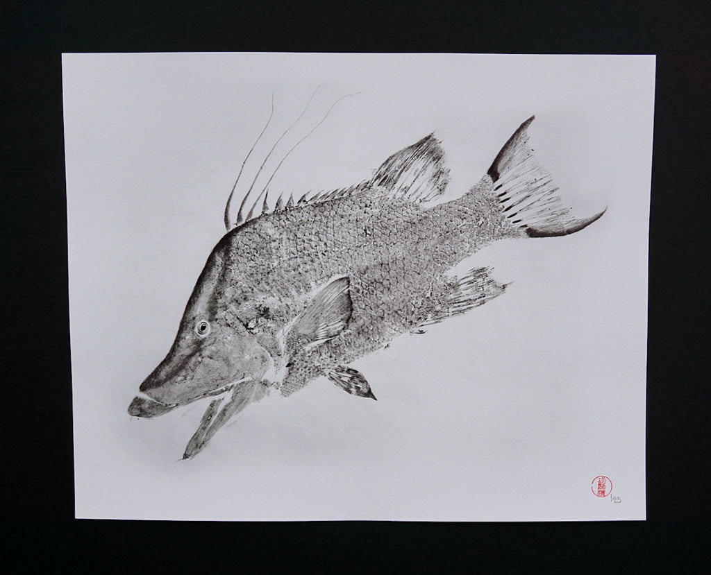 Hogfish Ikejime 16x20"