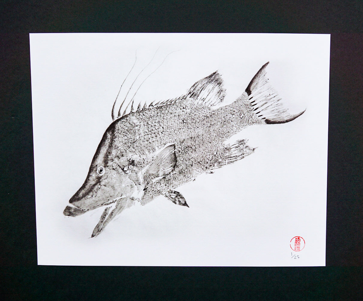 Hogfish Ikejime 11x14