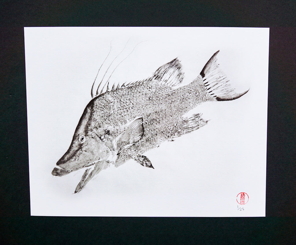 Hogfish Ikejime 11x14