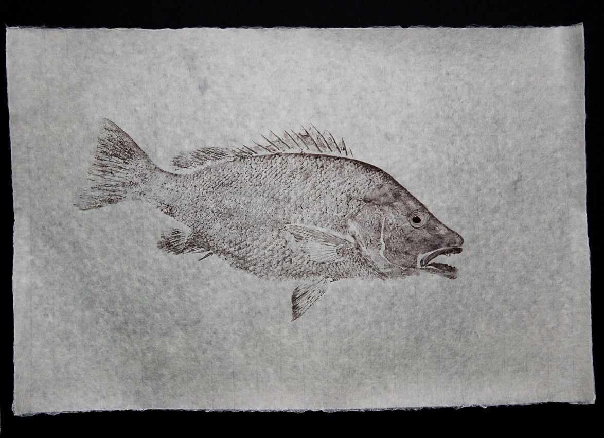 Grey Snapper on Handmade Paper