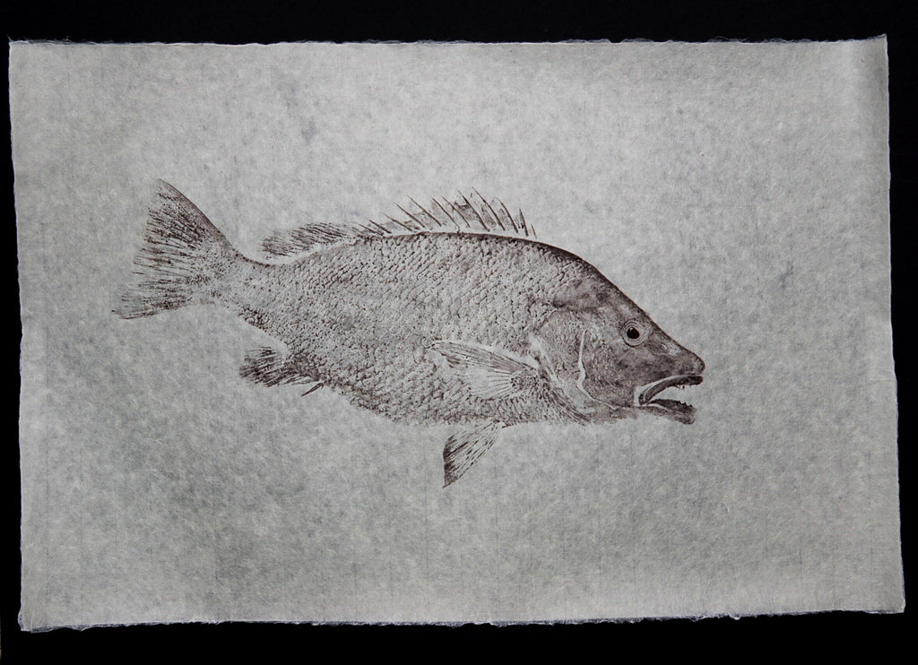 Grey Snapper on Handmade Paper