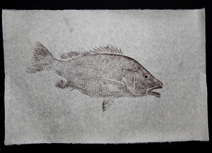 Grey Snapper on Handmade Paper
