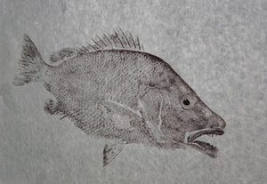 Grey Snapper on Handmade Paper